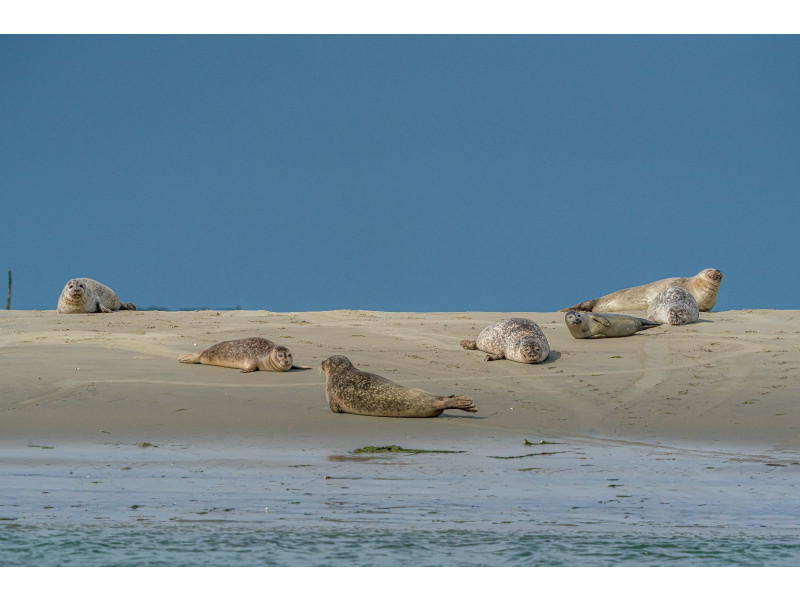 Renesse, Horizon 59 - Image 26