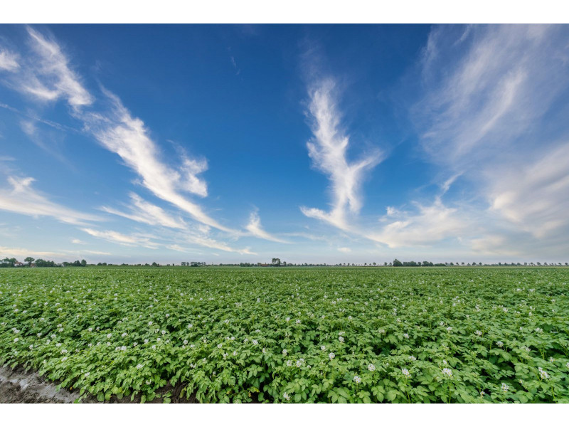 Zonnemaire, De Klaproos - Image 19